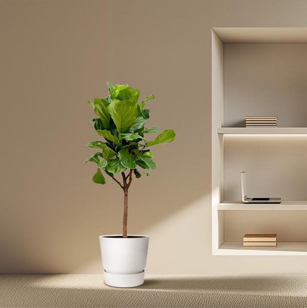 Ficus Lyrata boom - 180cm - ?30