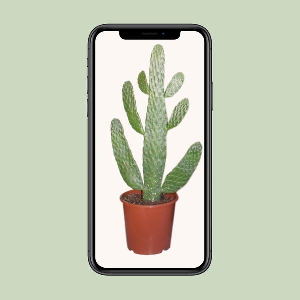 Opuntia Consolea - Ø17cm - ?40cm