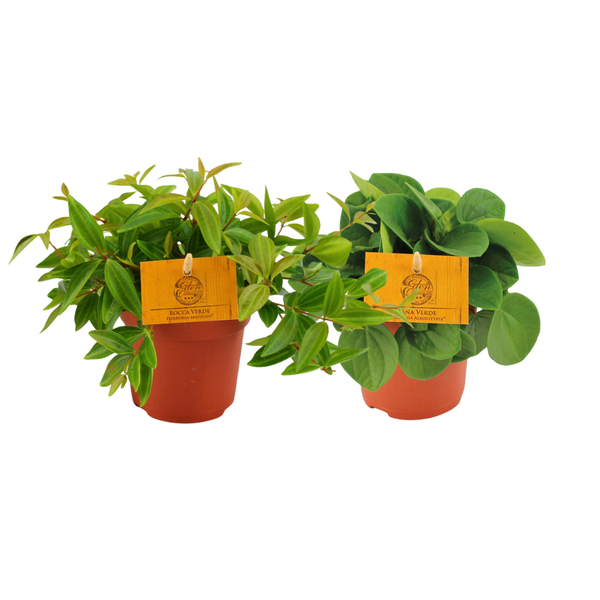Peperomia Duo 2.0 - 2 stuks - Ø10,5cm - ?15cm