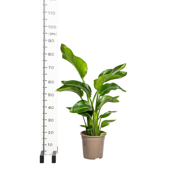 Strelitzia Nicolai Ø21cm - ?