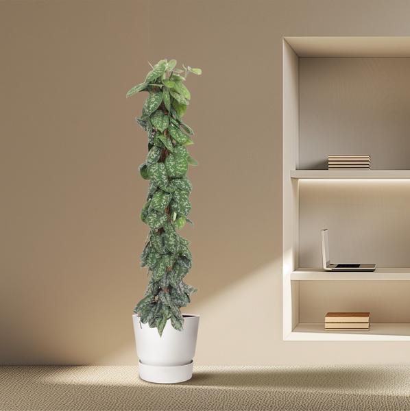 Scindapsus Pictus Trebie mosstok - 160 cm - ø27