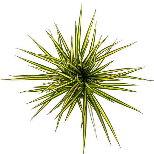 Dracaena Marginata Sunray Ø17cm - ↕70-80cm