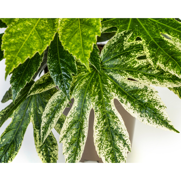 Fatsia Japonica Spider's Web Ø19cm - ?45cm
