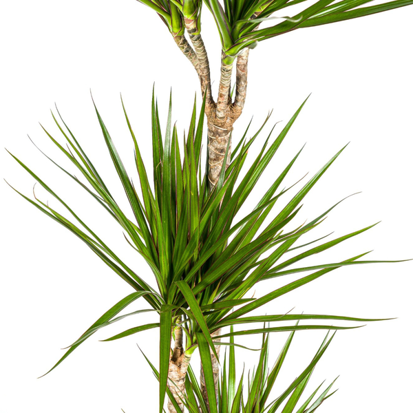 Dracaena Marginata Green Ø24cm - ?140cm