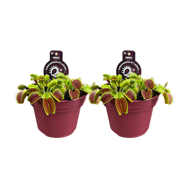 Dionaea Muscipula - 2 stuks - Ø12cm - ?12cm