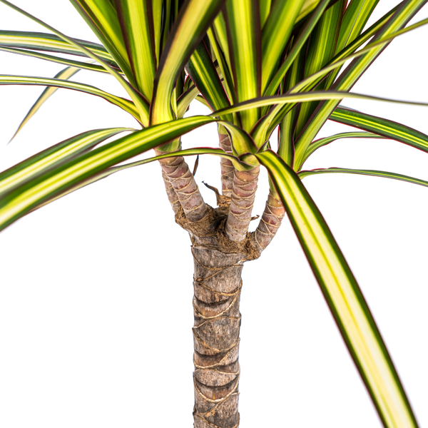 Dracaena Marginata Sunray Ø17cm - ↕70-80cm