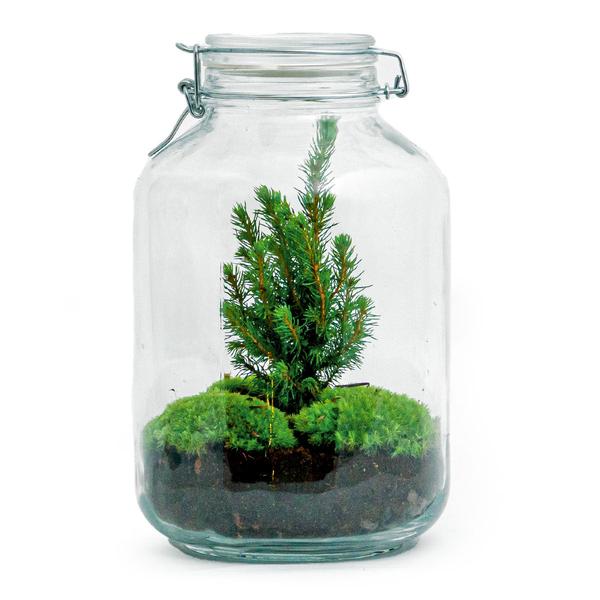 DIY terrarium - Jar Christmas - ? 28 cm