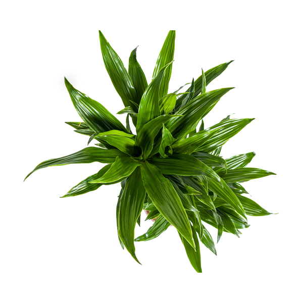 Dracaena Deremensis Green Jewel Ø19cm - ?80cm