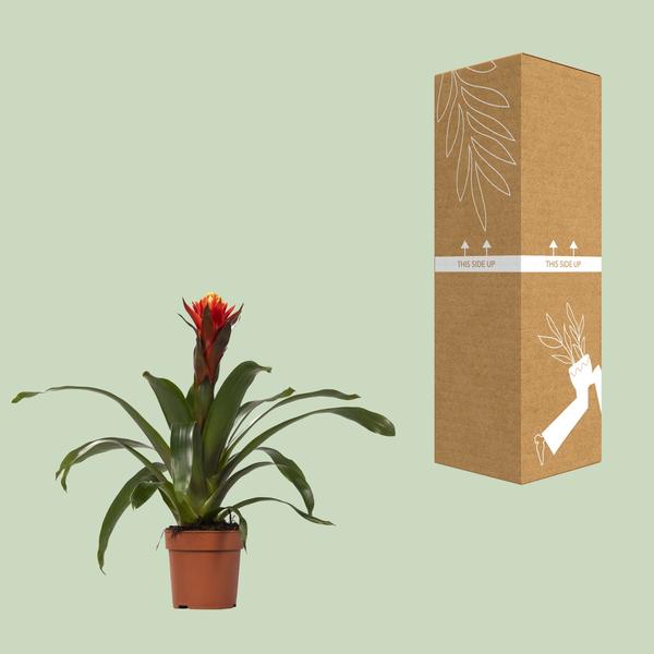 Guzmania Happiness - Ø12 ?45