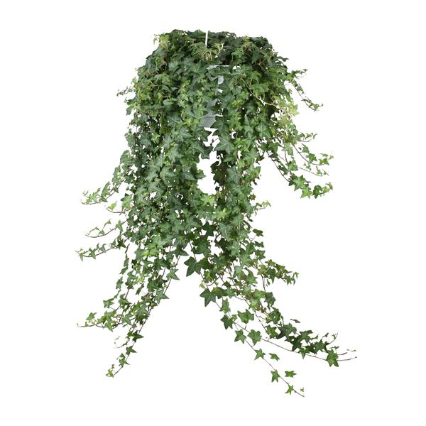 Hedera Helix Pitsburg - Hang/XXL - Ø24cm - ?cm