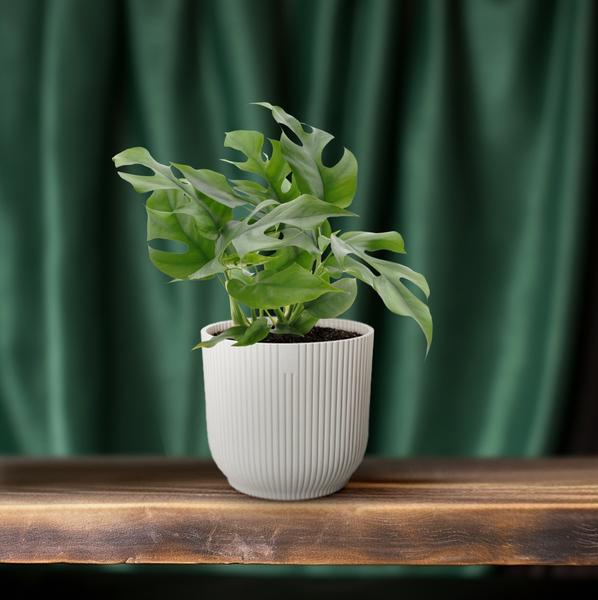 Monstera Minima - Ø12cm - ?25cm