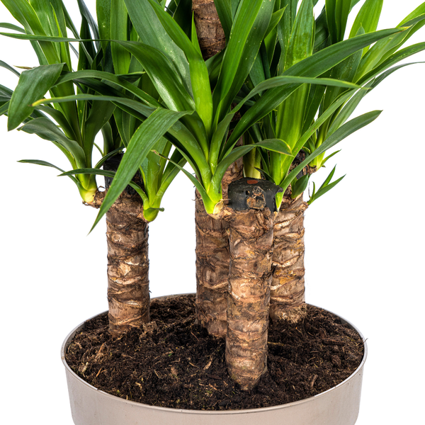 Yucca Elephantipes Ø30cm - ?100cm