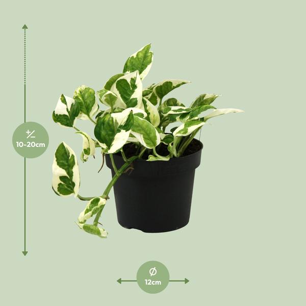 Scindapsus (Epipremnum) N'joy - Ø12cm - ?15cm