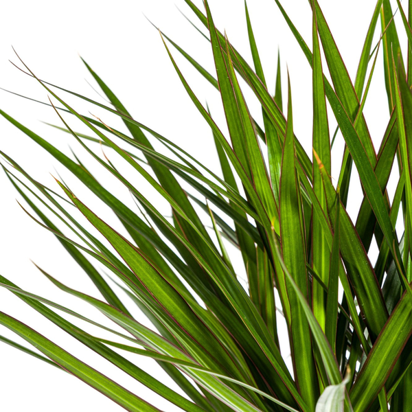 Dracaena Marginata Green Ø24cm - ?140cm