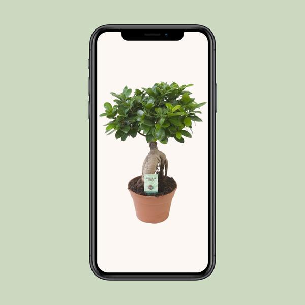Ficus Ginseng - Ø17cm - ?40cm