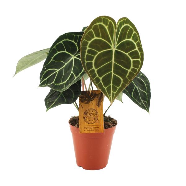 Anthurium Clarinervium - Ø15cm - ?25cm