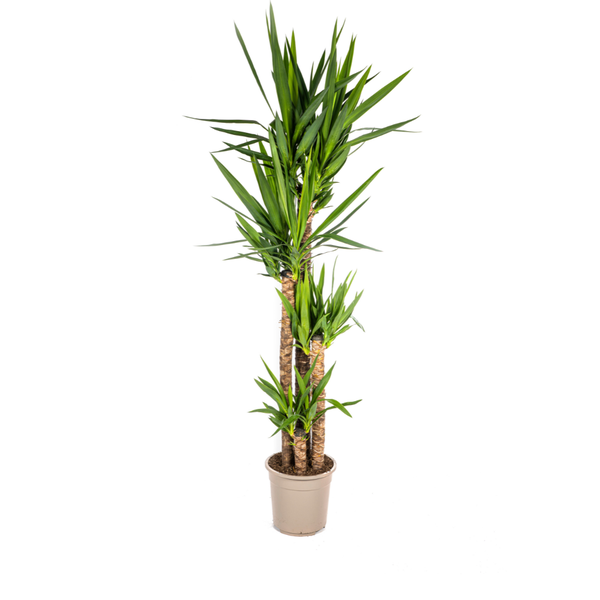 Yucca Elephantipes Ø27cm - ?160cm
