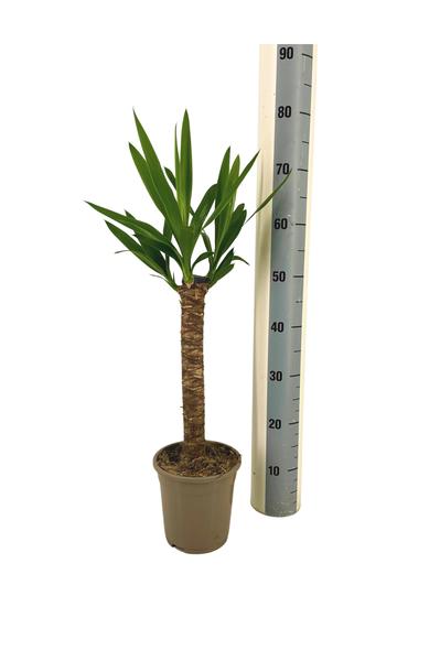 Yucca Elephantipes Ø17cm - ↕70-80cm