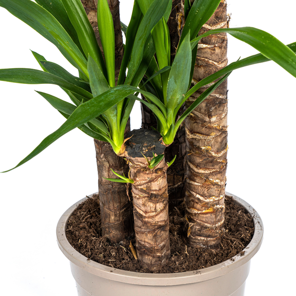 Yucca Elephantipes Ø27cm - ?160cm