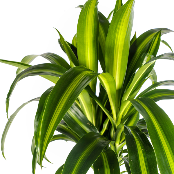 Dracaena Deremensis Hawaiian Sunshine Ø24cm - ?140cm