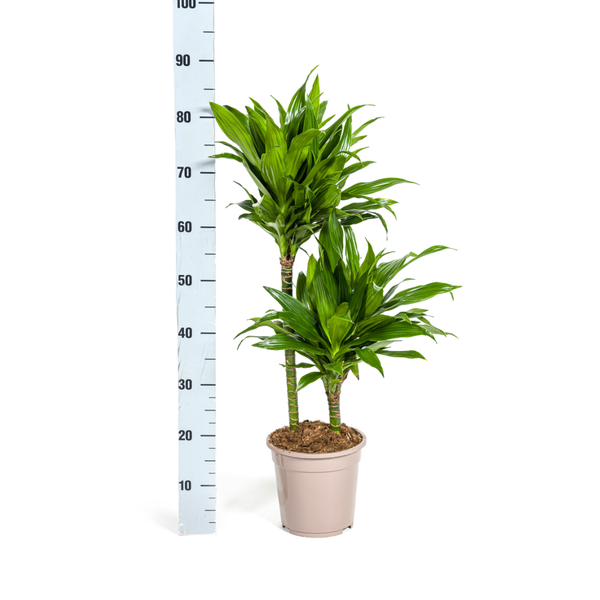 Dracaena Deremensis Green Jewel Ø19cm - ?80cm