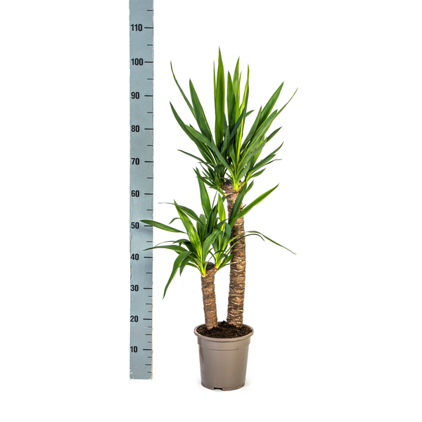 Yucca Elephantipes Ø19cm - ?80cm