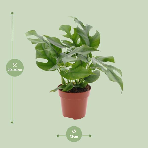 Monstera Minima - Ø12cm - ?25cm