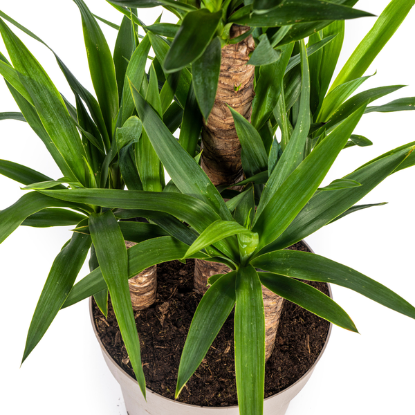 Yucca Elephantipes Ø30cm - ?100cm