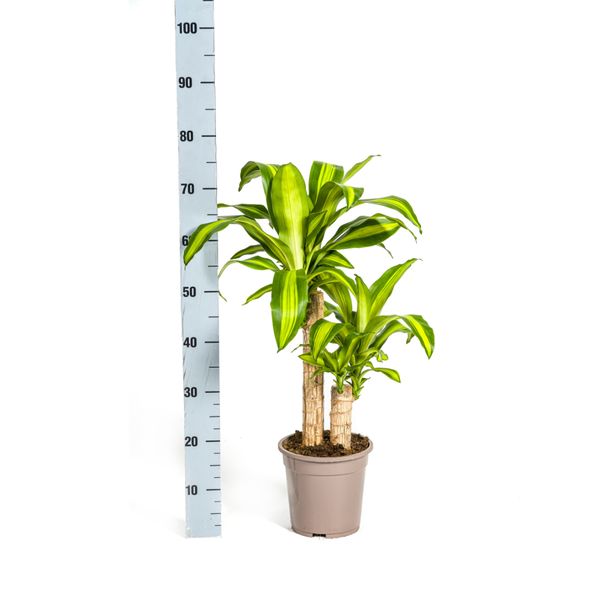 Dracaena Fragrans Massangeana Ø19cm - ?80cm