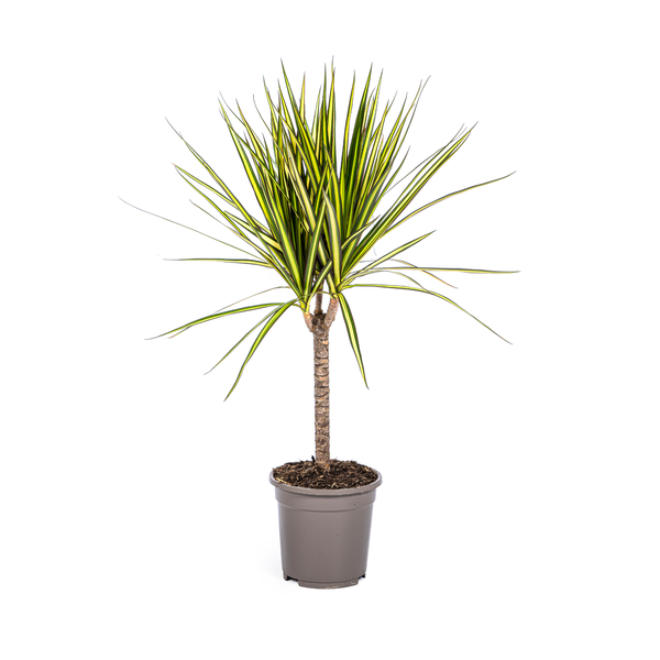 Dracaena Marginata Sunray Ø17cm - ↕70-80cm