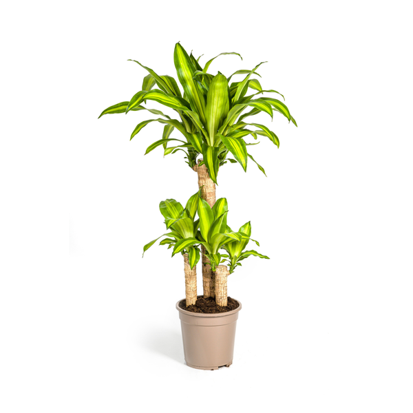 Dracaena Fragrans Massangeana Ø21cm - ?100cm