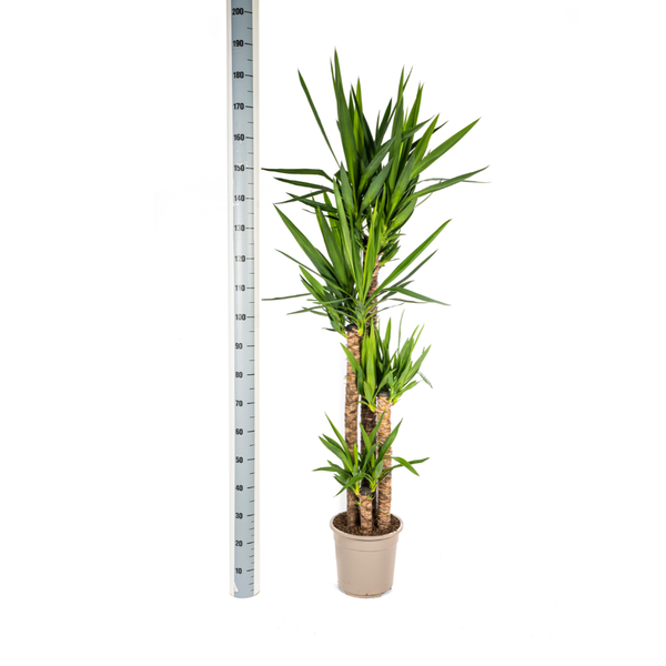 Yucca Elephantipes Ø27cm - ?160cm