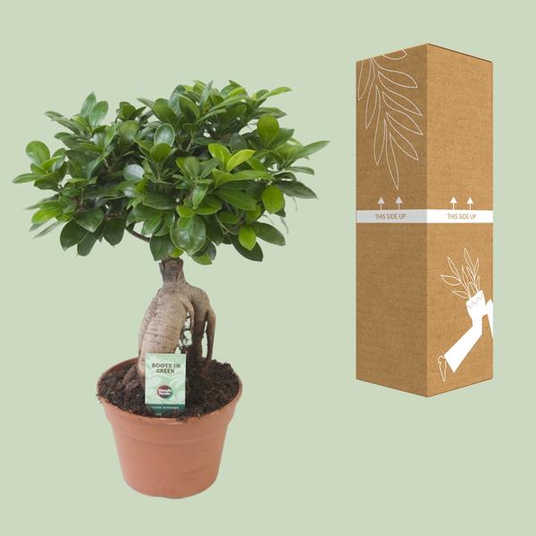 Ficus Ginseng - Ø17cm - ?40cm