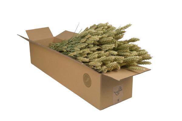 Droogbloemen - Tarwe (Triticum) - Natural - 4 bosjes - ?60cm