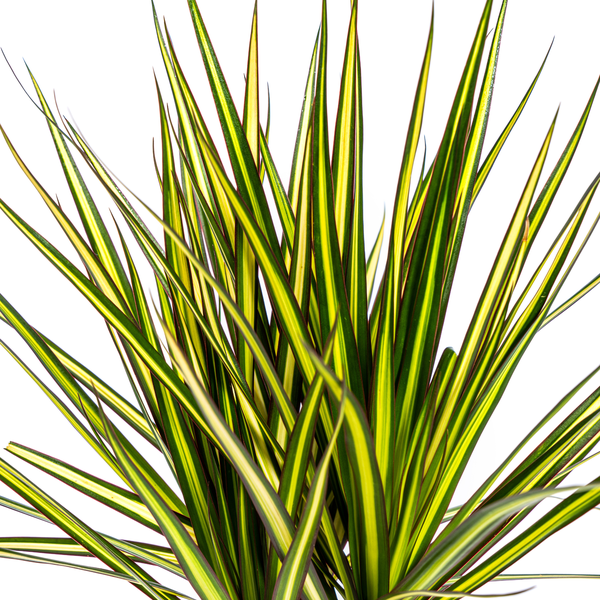 Dracaena Marginata Sunray Ø17cm - ↕70-80cm