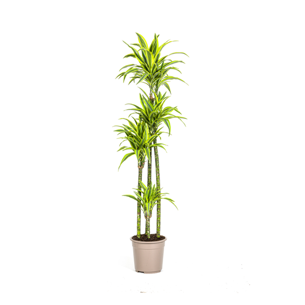 Dracaena Deremensis Lemon Lime Ø27cm - ?180cm