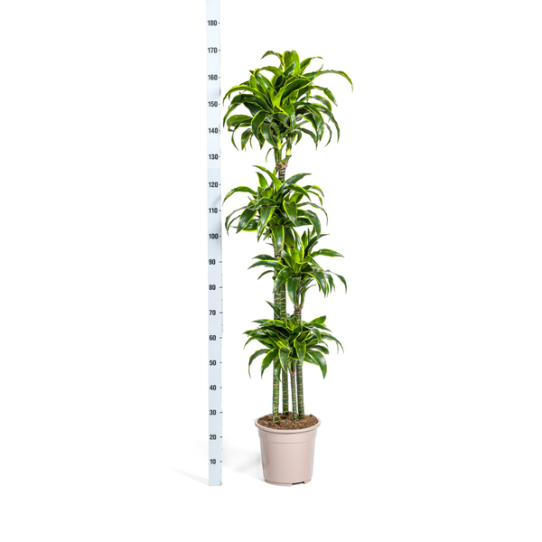 Dracaena Deremensis Dorado Ø27cm - ?180cm