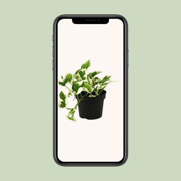 Scindapsus (Epipremnum) N'joy - Ø12cm - ?15cm