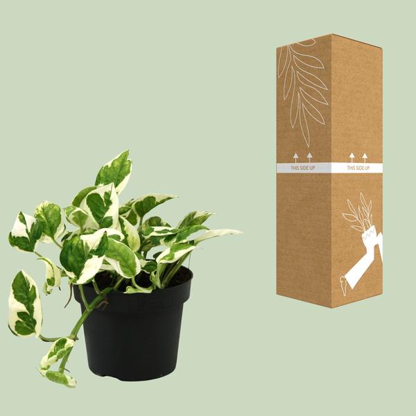 Scindapsus (Epipremnum) N'joy - Ø12cm - ?15cm