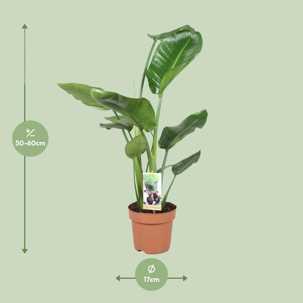 Strelitzia Nicolai - Ø17cm - ?60cm
