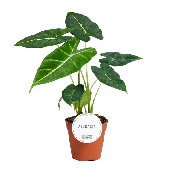 Alocasia Frydek - Ø12cm - ?35cm