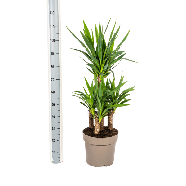 Yucca Elephantipes Ø30cm - ?100cm