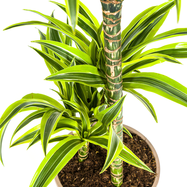 Dracaena Deremensis Lemon Lime Ø21cm - ?100cm