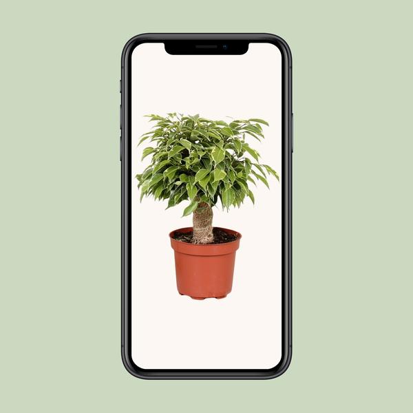 Ficus Benjamina Kinky - Ø12cm - ?28cm