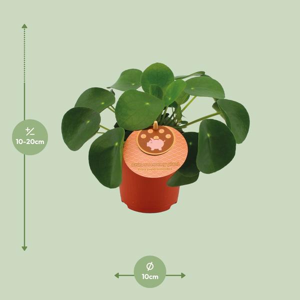 Pilea Peperomioides - Ø11cm - ?15cm