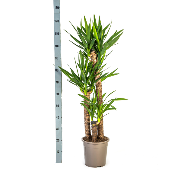 Yucca Elephantipes Ø24cm - ?130cm