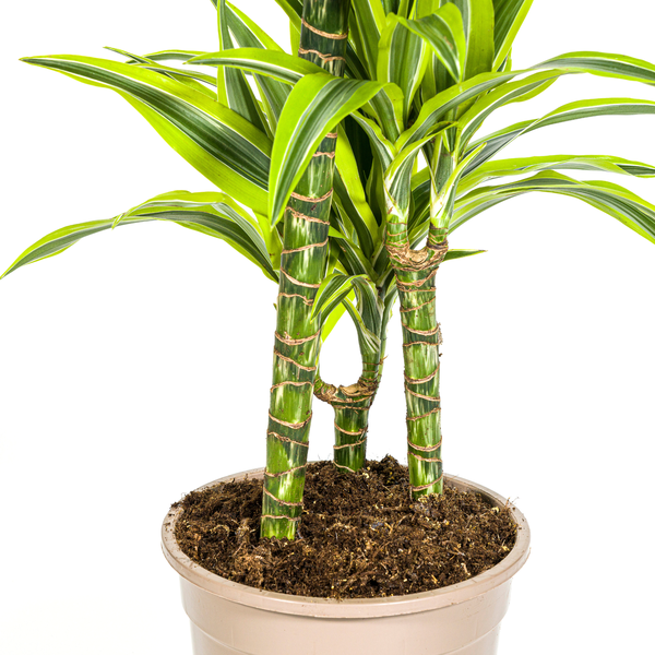 Dracaena Deremensis Lemon Lime Ø21cm - ?100cm