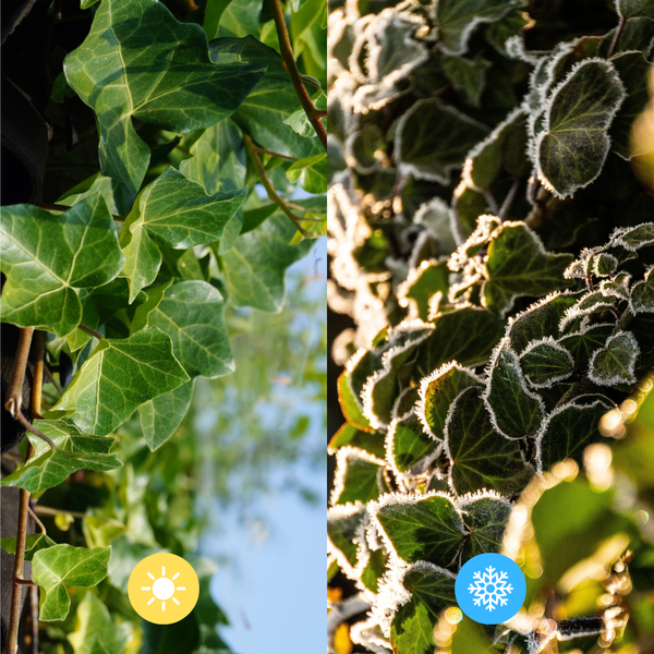 Hedera Hibernica - Klimop - Kant-en-Klaar Haag | ?120cm - ?150 cm