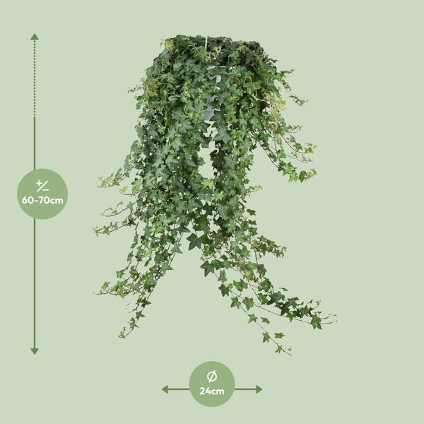 Hedera Helix Pitsburg - Hang/XXL - Ø24cm - ?cm