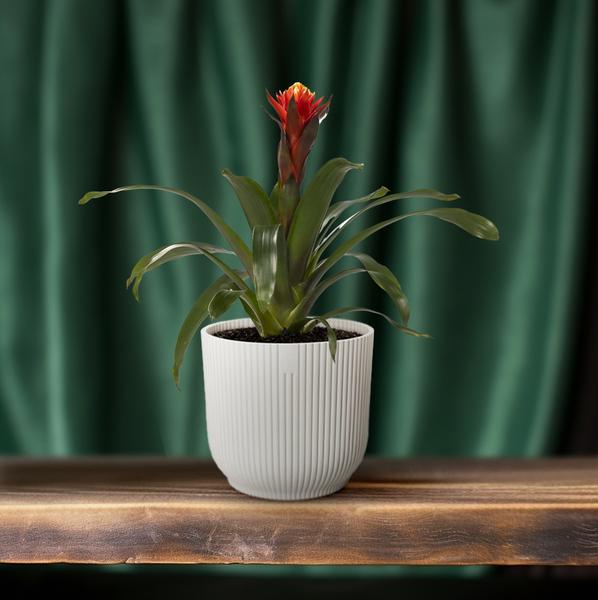 Guzmania Happiness - Ø12 ?45